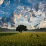 Green field and amazing sky