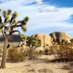 joshua-tree-national-park-74399_1920